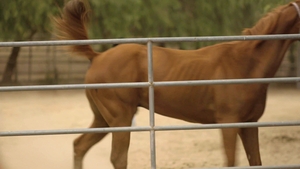 Icon Male: Interracial Passion